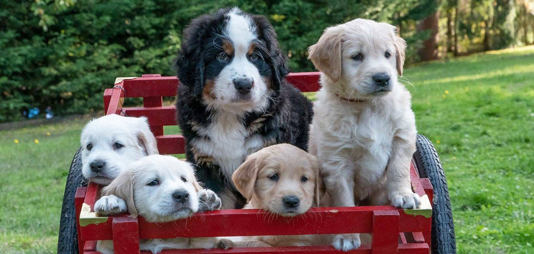 Puppy Love Fort Worth Magazine